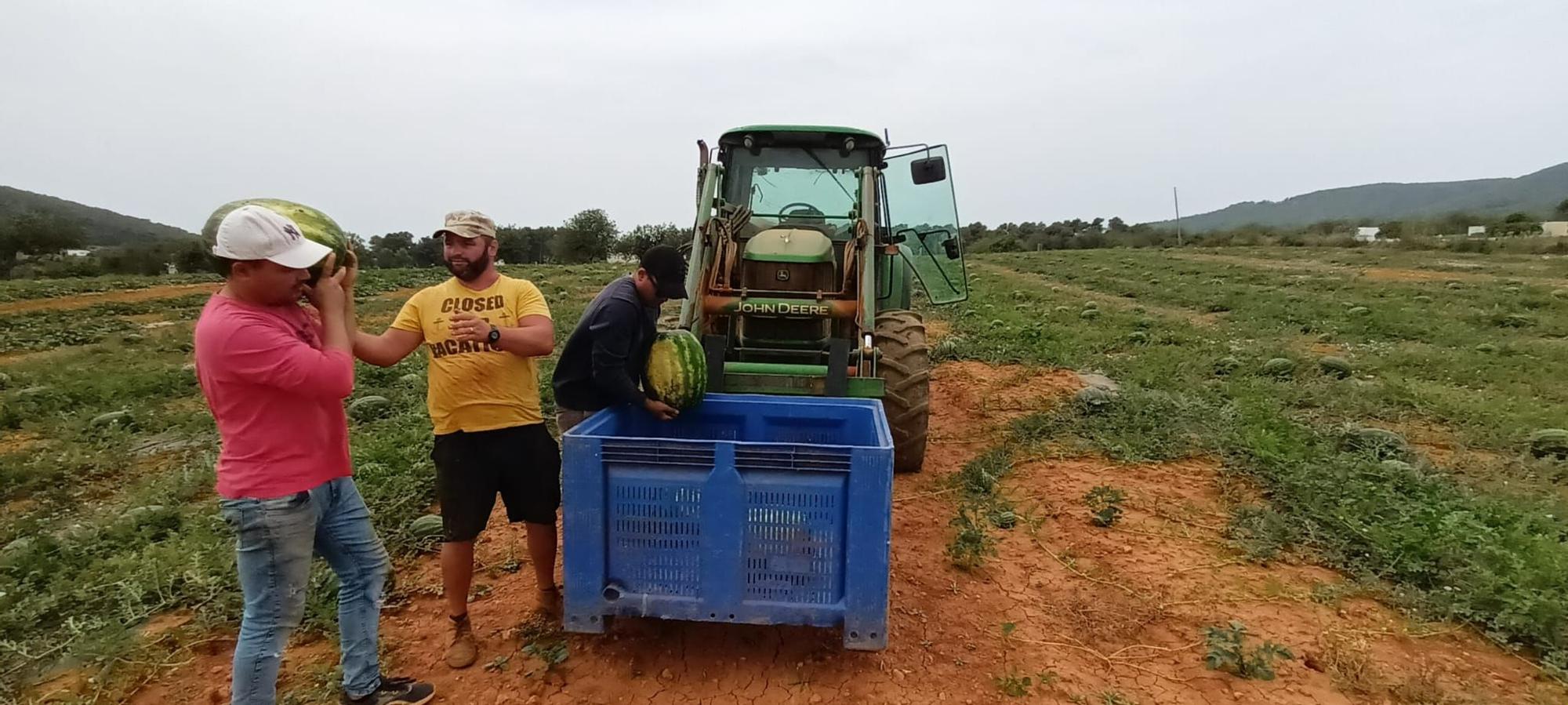 La sandía ibicenca deja de ser un producto de lujo: su precio cae