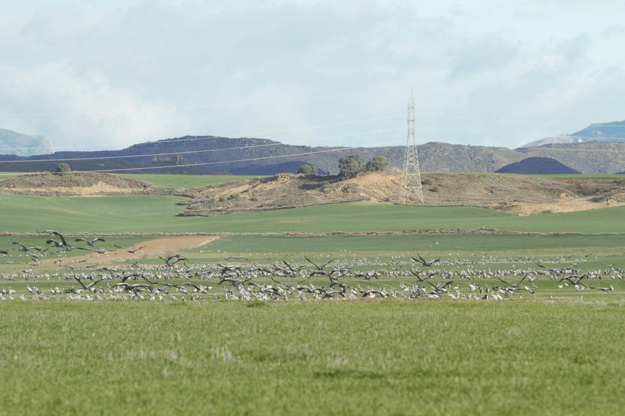 25.000 grullas levantan vuelo desde la alberca de Alboré
