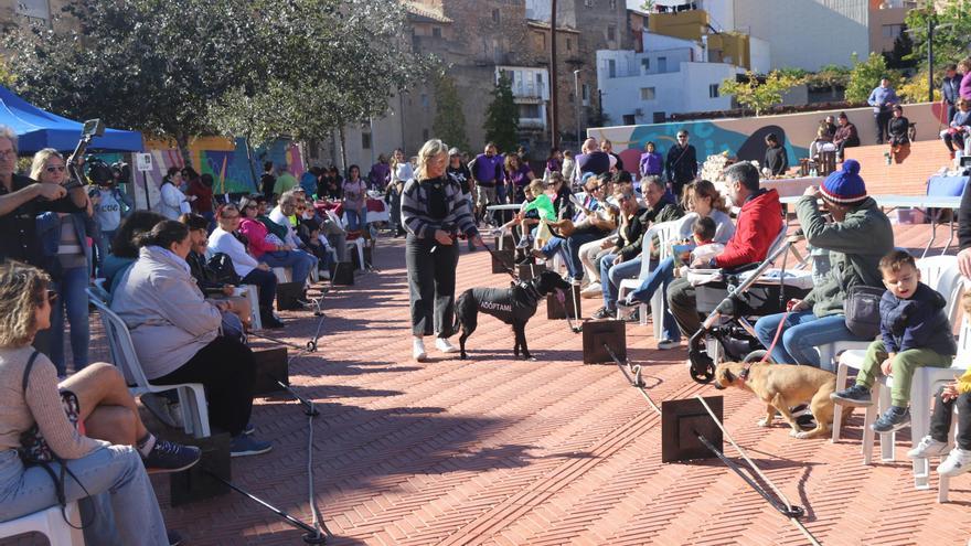 L’ Alcora facilita la adopción de perros y gatos con éxito de público