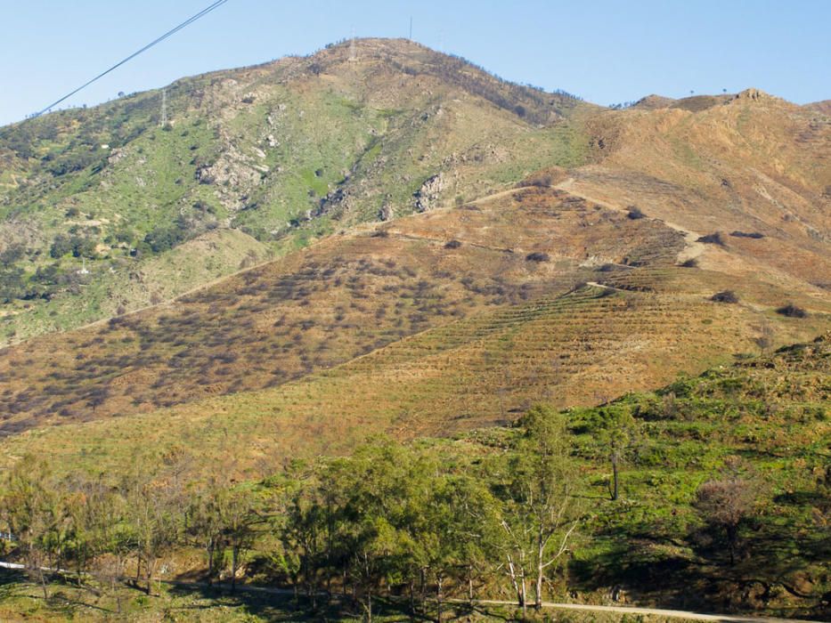 Hace cinco años, un gran incendio afectaba a 8.000 hectáreas de los municipios de Coín, Alhaurín el Grande, Mijas, Marbella, Ojén y Monda. Hoy se trabaja en recuperar las zonas afectadas.