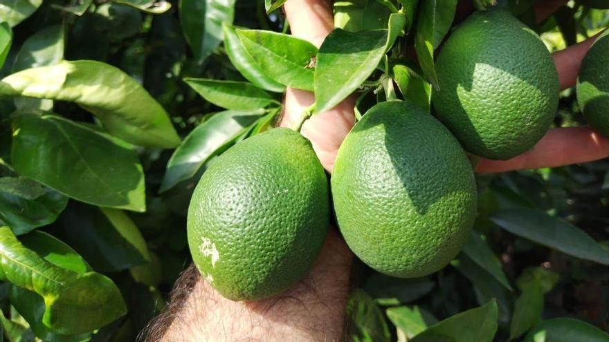 El calor convierte las naranjas en limones en la provincia de Alicante