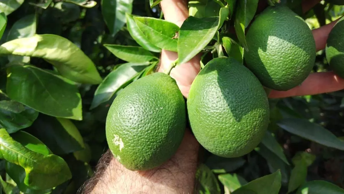 Alerta temprana para informar con antelación del riesgo para la salud derivado del calor en Alicante