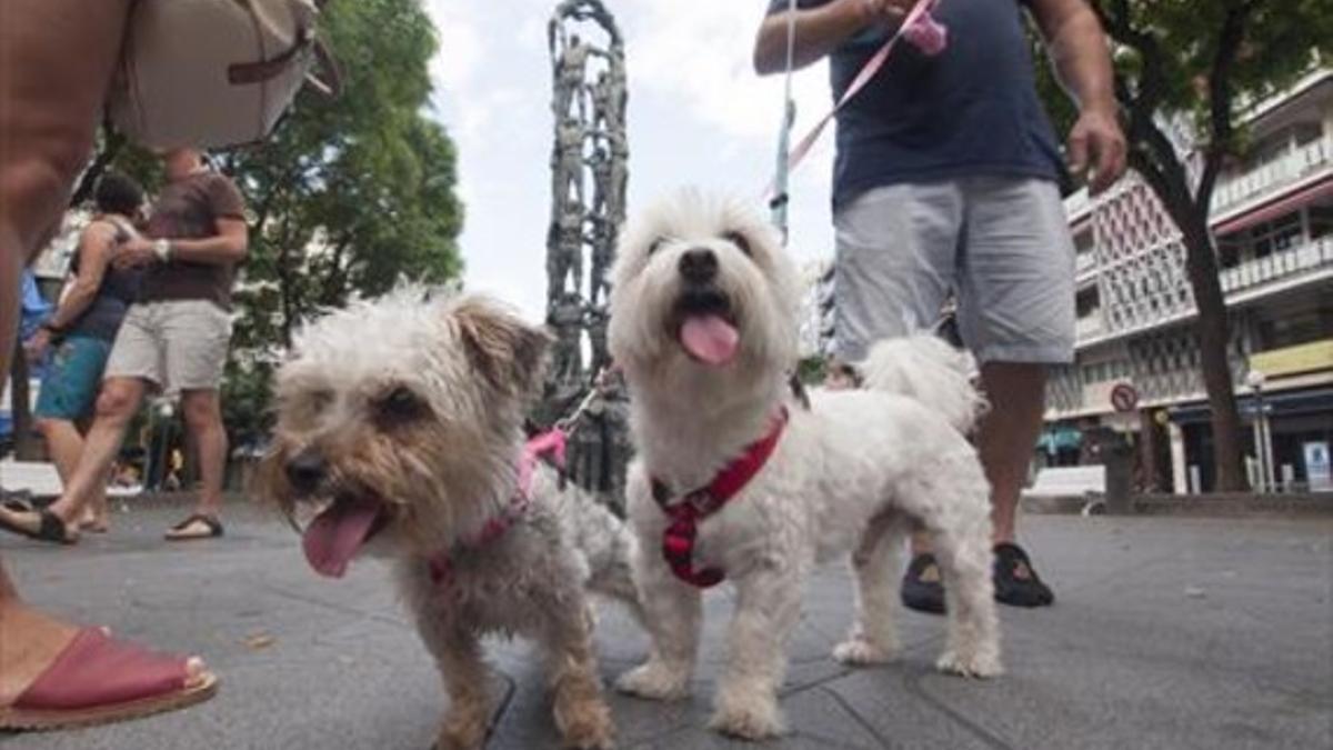 De paseo 8 Un vecino pasea sus dos mascotas por la Rambla Nova de Tarragona, ayer.