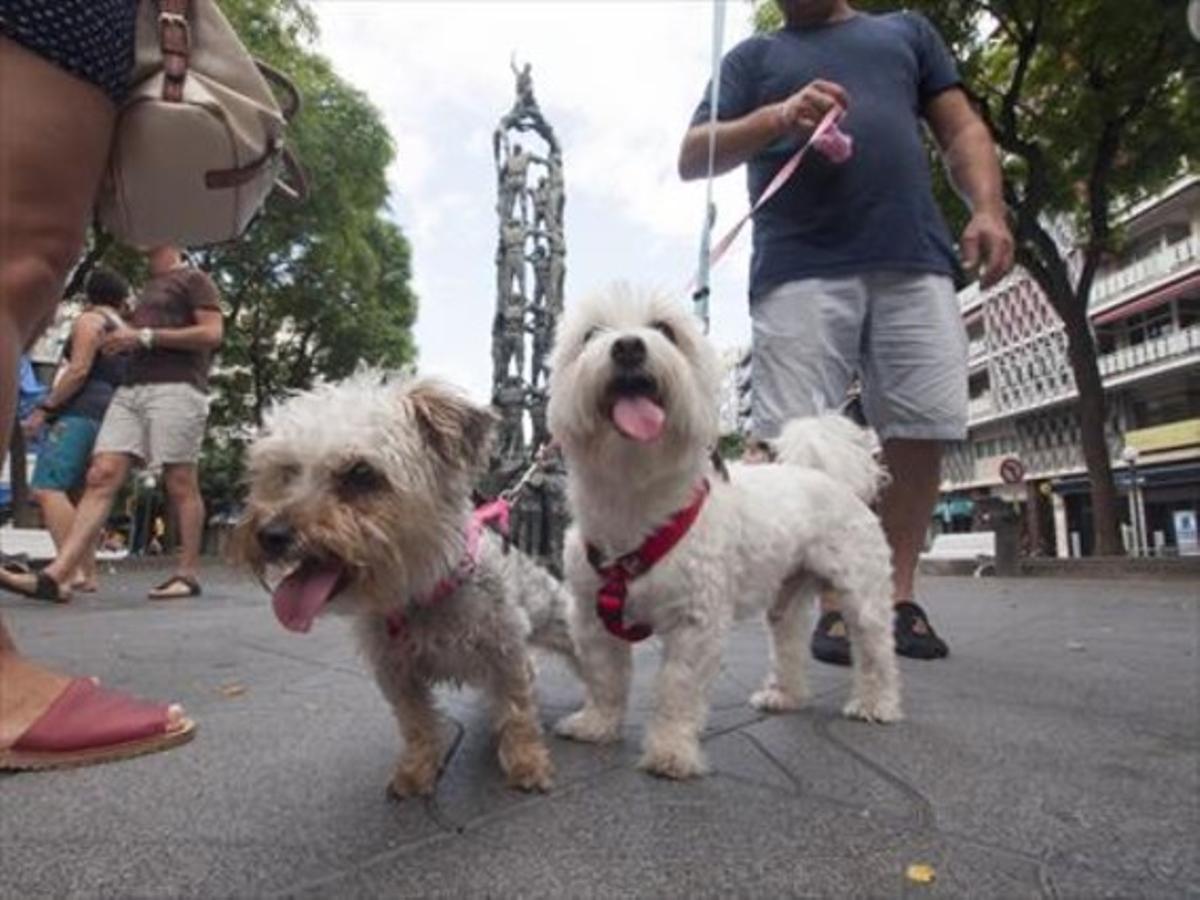 De passeig 8Un veí, amb les seves dues mascotes per la rambla Nova de Tarragona, ahir.