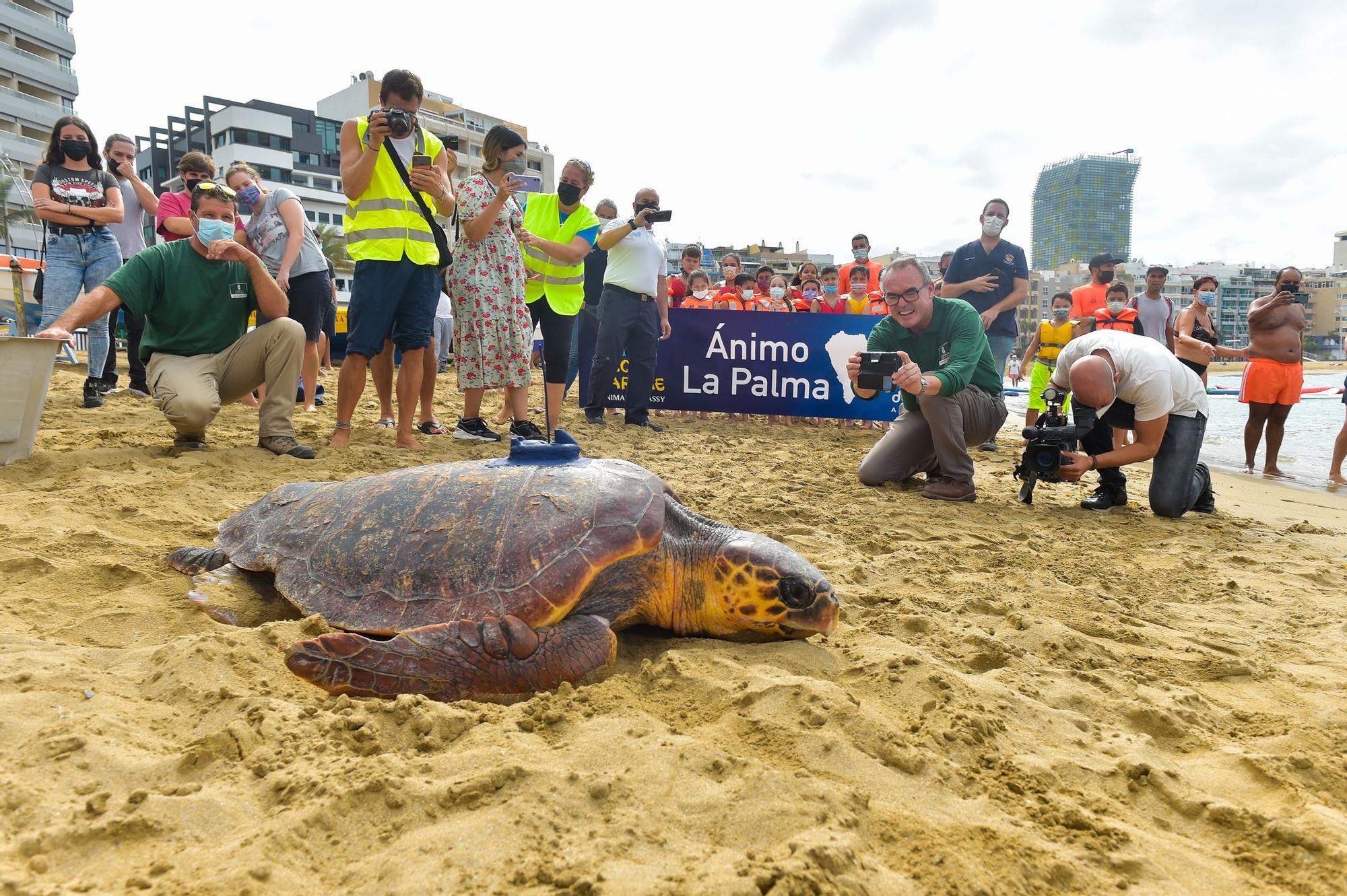 Suelta de la tortuga 'Macho' en Las Canteras