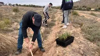 Gran éxito de participación en la jornada de reforestación "Un árbol por Europa" de Villena