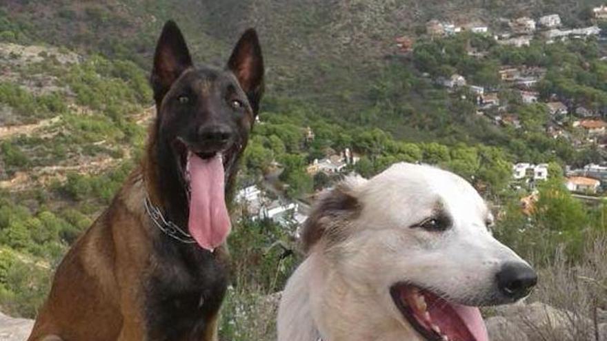 El adiestrador de los perros de rescate envenenados exige una investigación