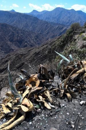 15-10-19 SUPLEMENTOS. ZONA CUMBRERA. ZONA CUMBRERA. Reportaje zonas quemadas tras dos meses. Reportaje triple entrega sobre el paisaje quemado, al cumplirse dos meses. La primera parte será Los tesosos de la Cumbre, en plan más positivo, con los brotes verdes, lugares que visitar. Un segundo con los héroes sin capa, sus protagonistas y una tercera con Lo que el fuego se llevó o Lo perdido, la parte más triste.  Fotos: Juan Castro.  | 15/10/2019 | Fotógrafo: Juan Carlos Castro