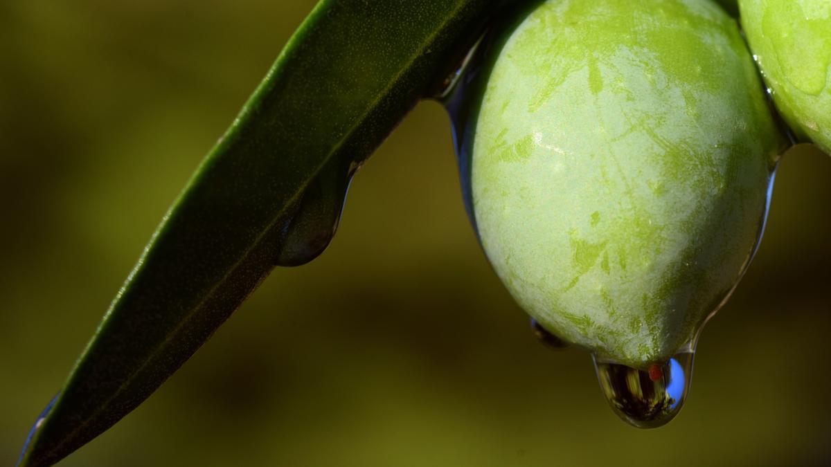 Kostbar und Lecker: Eine mallorquinische Olive.