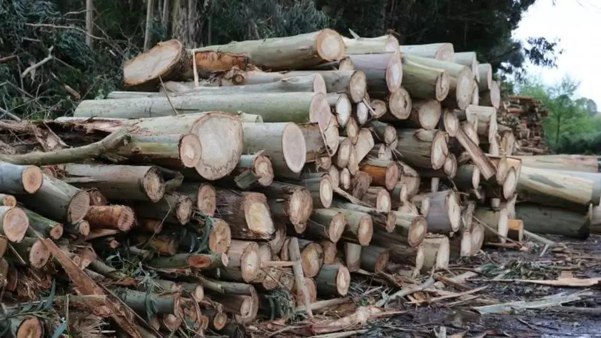 Una tala de eucaliptos en un monte.