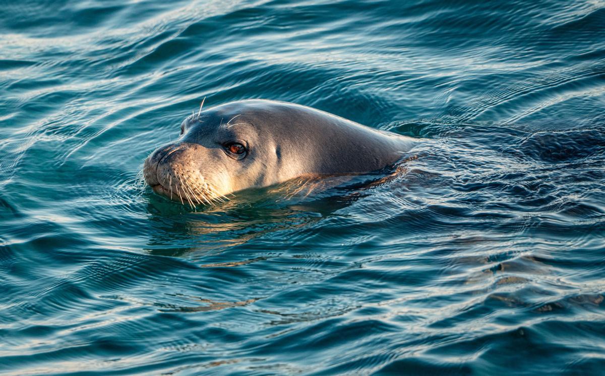 Die Mittelmeer-Mönchsrobbe ist eine der seltensten Robbenarten der Welt. Sie stand kurz vor dem Aussterben – doch ganz langsam erholt sich der Bestand.