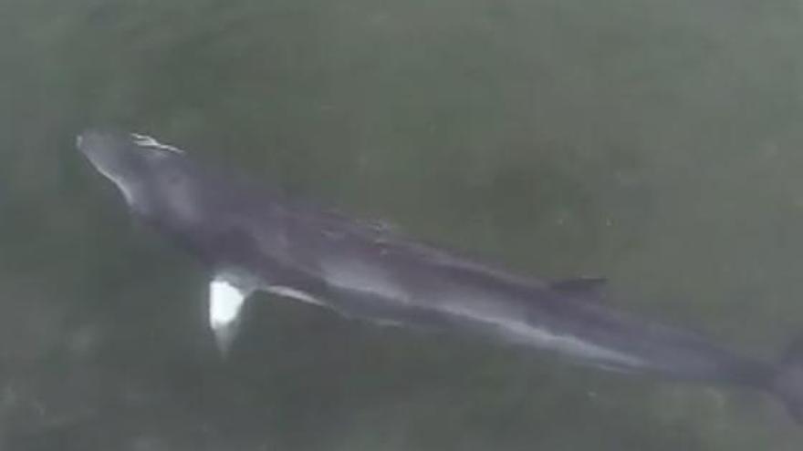 La ballena aliblanca nadando en O Xufre. Imagen capturada del vídeo de Yago-Subdramar.