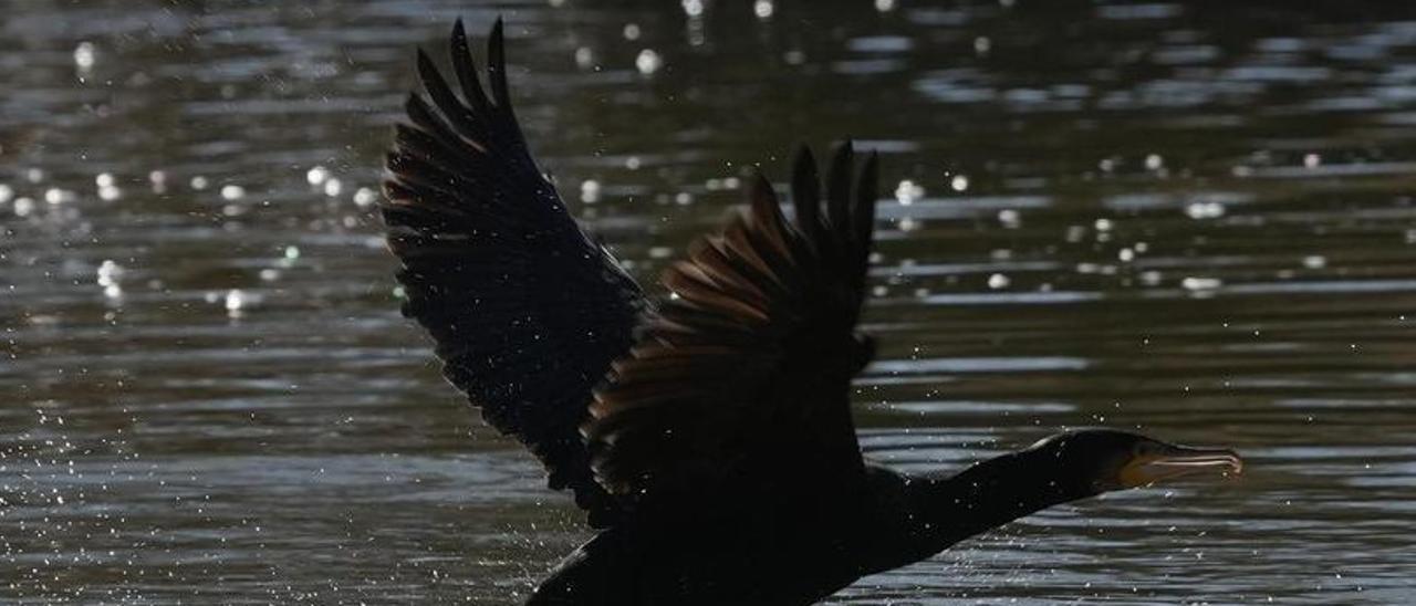 Aves migratorias a su paso por el río Duero.