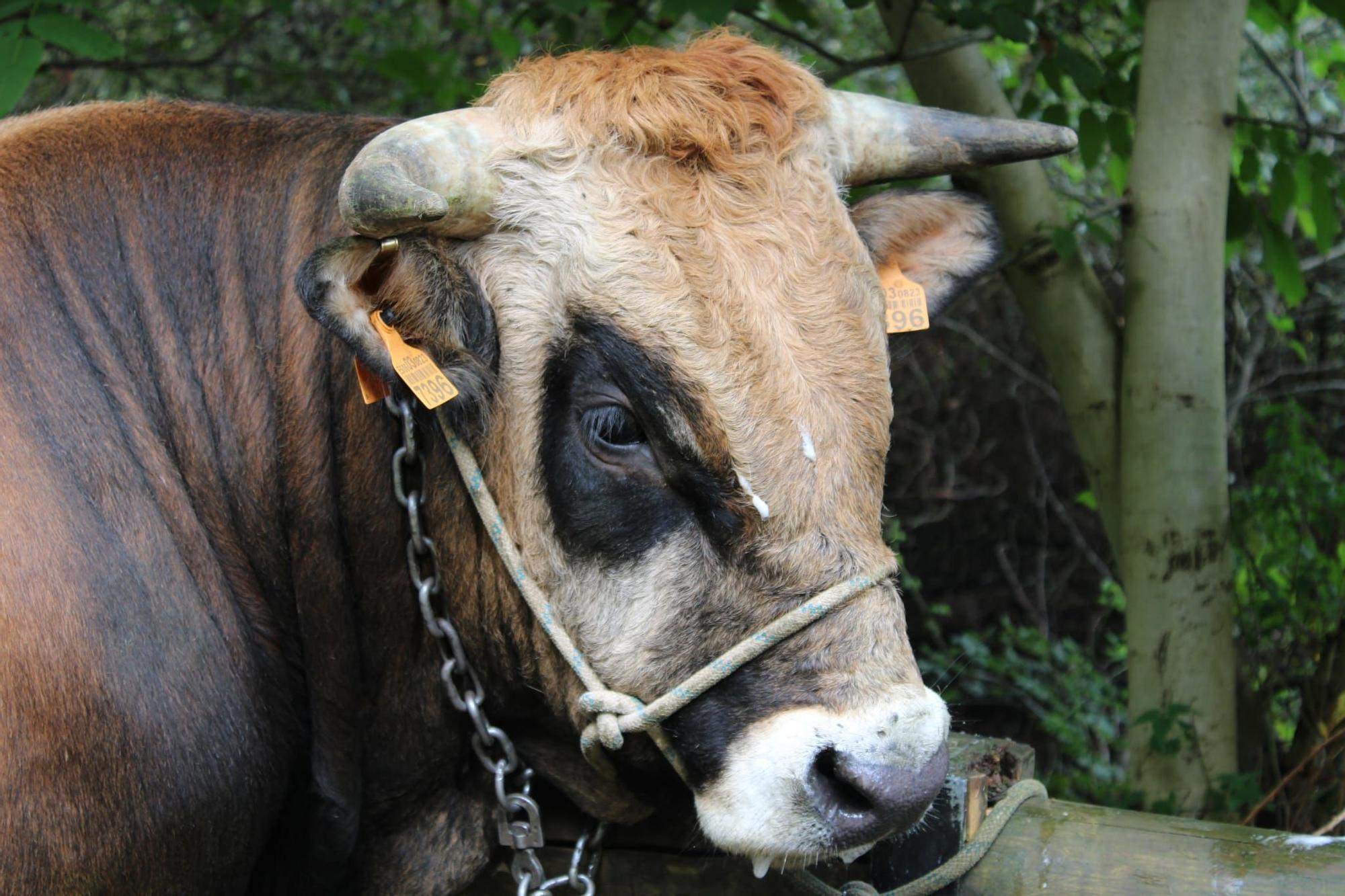 La feria de ganado de Sobrescobio vuelve con 536 animales tras dos años de parón por la pandemia