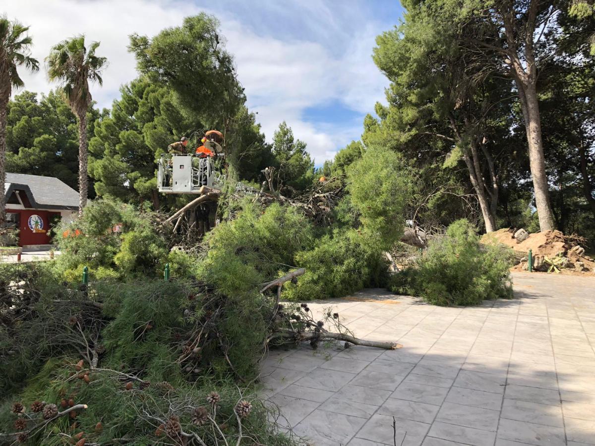 Un árbol de grandes dimensiones se desploma en los Pinares de Venecia
