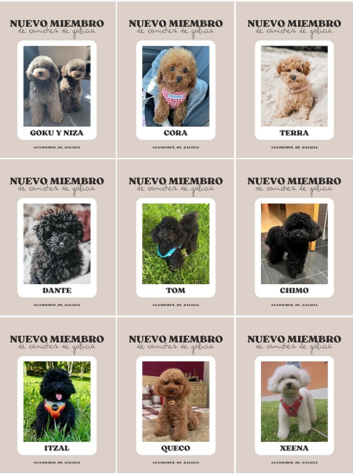 Fichas de algunos de los miembros peludos de la asociación 'Caniches de Galicia'.