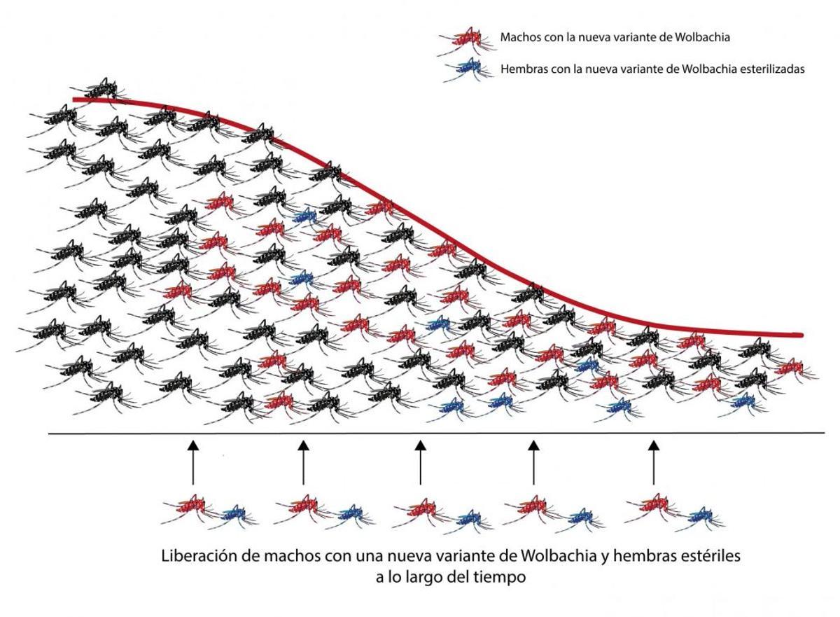 Wolbachia, la bacteria que podría cambiar el mundo