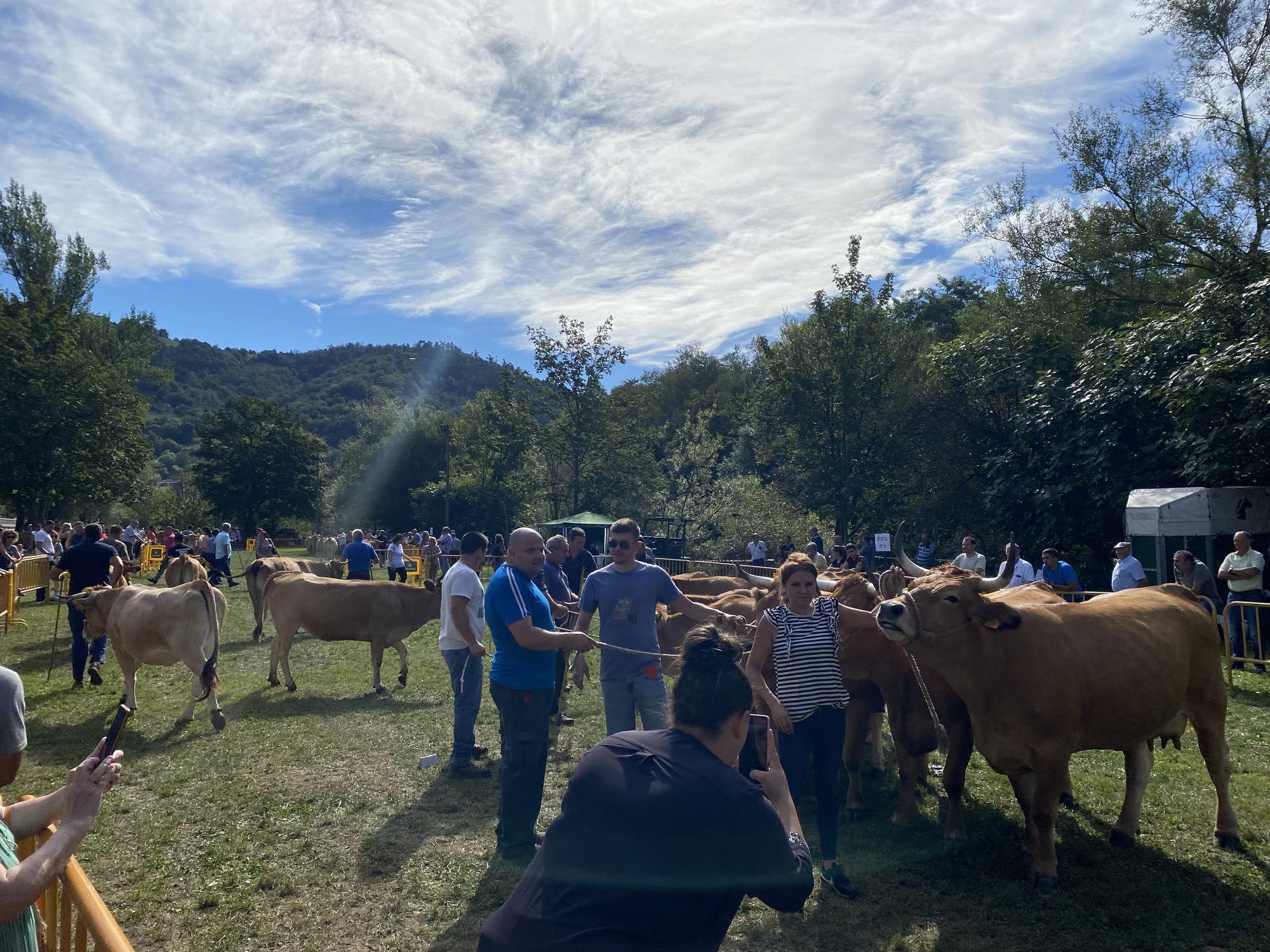 Concurso de ganado en la Feria de San Martín