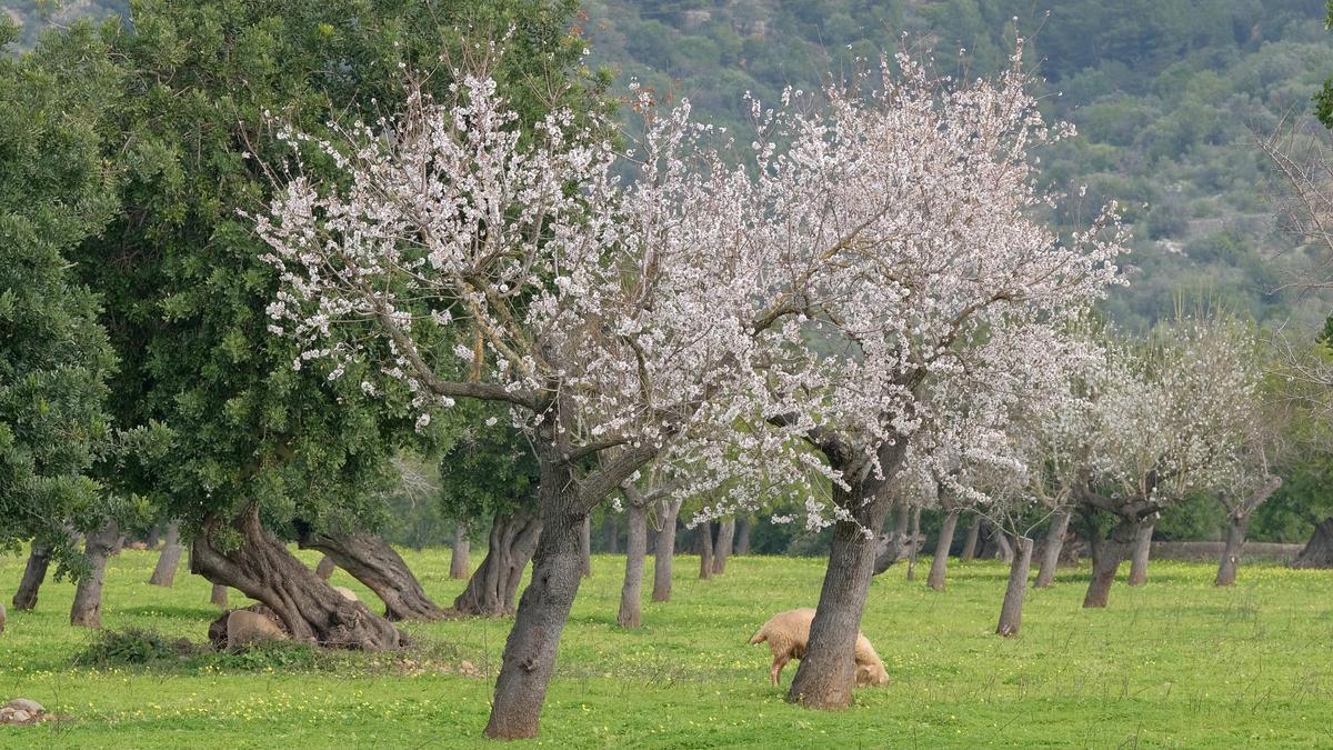Las fotos de la tardía floración de los almendros en Mallorca Las fotos de la tardía floración de los almendros en Mallorca