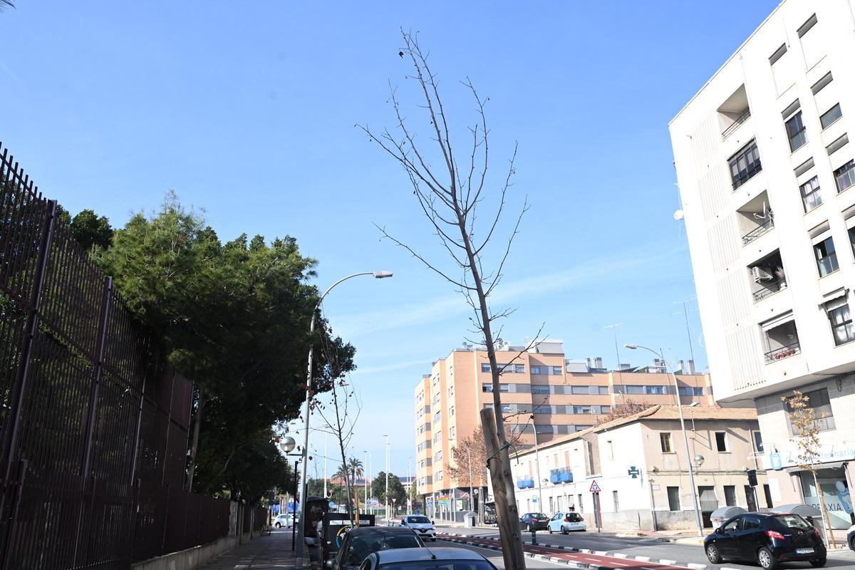 Los responsables municipales aseguran que los árboles se revisaron estas Navidades