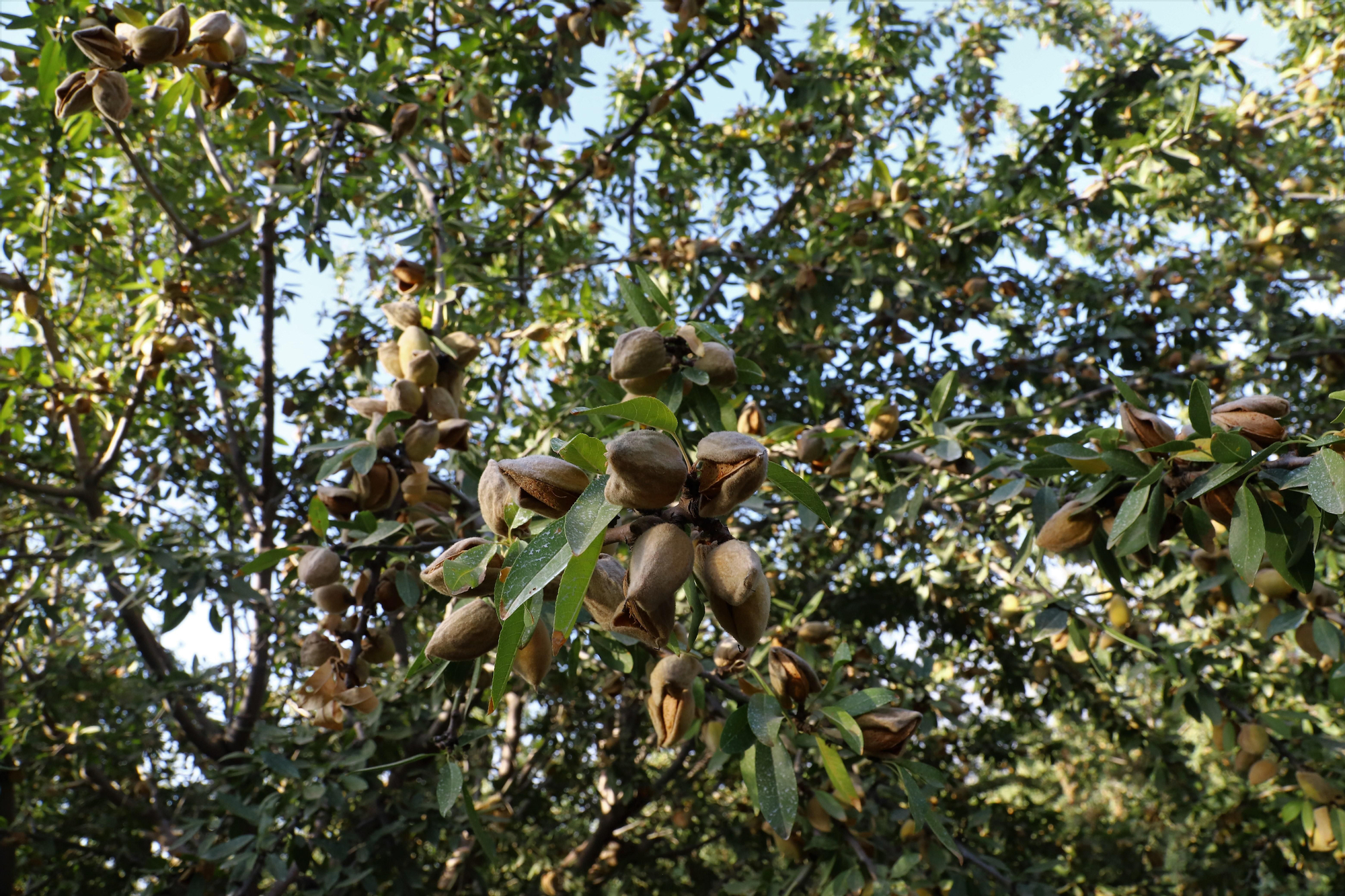Comienza la recogida de la almendra en Córdoba