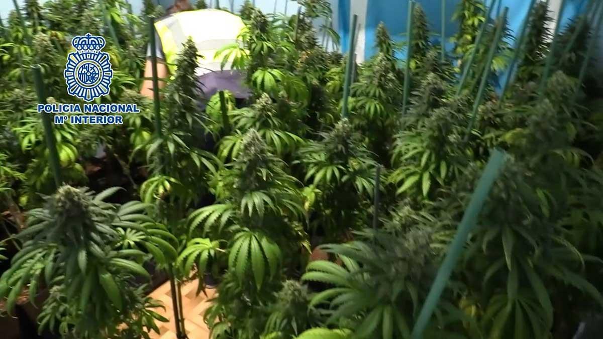 Desmantelado un edificio del barrio madrileño de Usera dedicado a la venta y plantación de marihuana