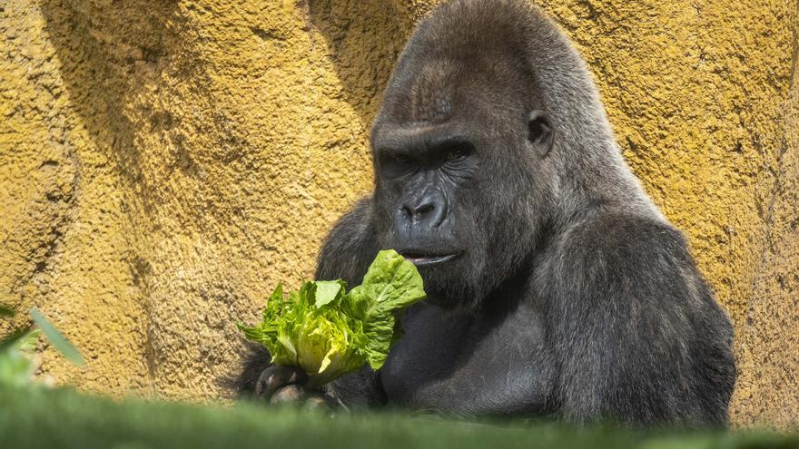 Mambie, el gorila “espalda plateada” de BIOPARC Valencia, celebra su 32 cumpleaños