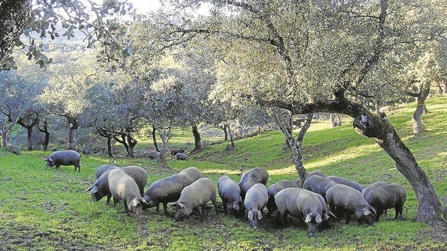 La UE respalda incluir a las dehesas dentro de los pastos permanentes