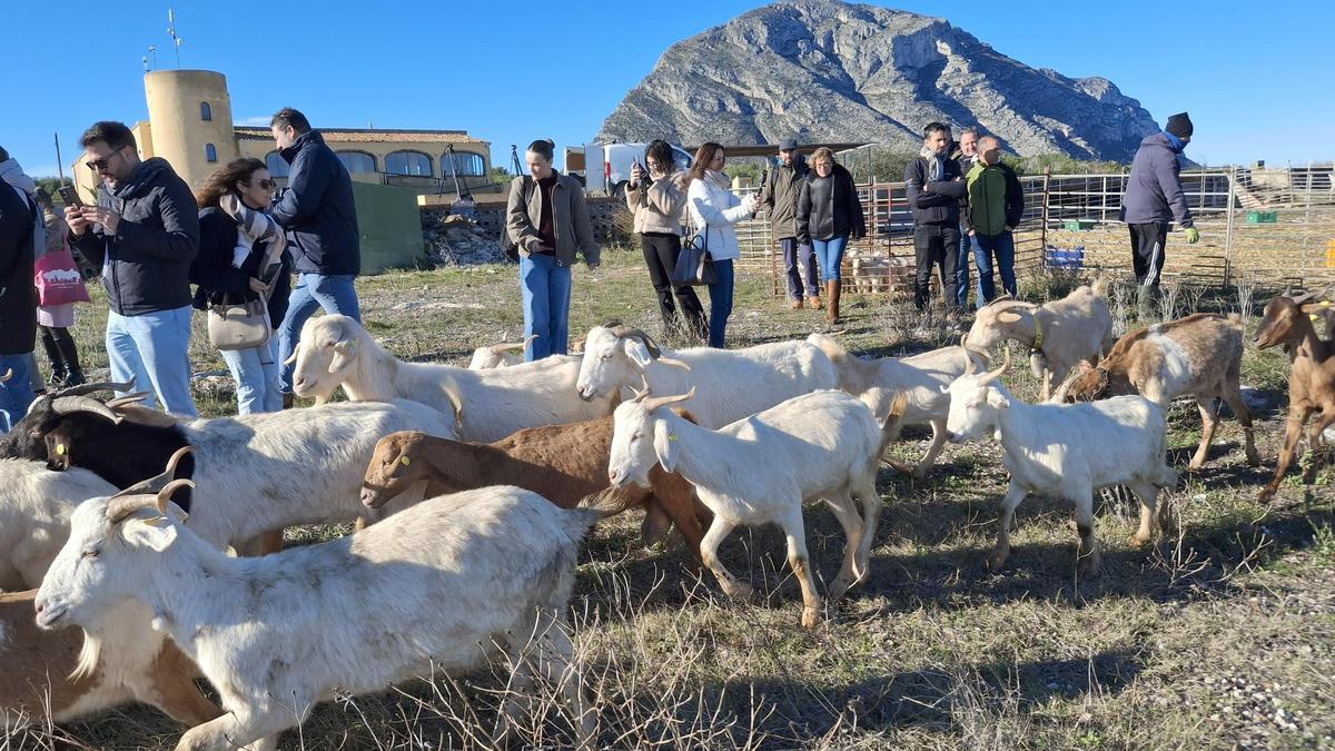 Las cabras han vuelto al Montgó: prevención de incendios y apoyo a la ganadería tradicional