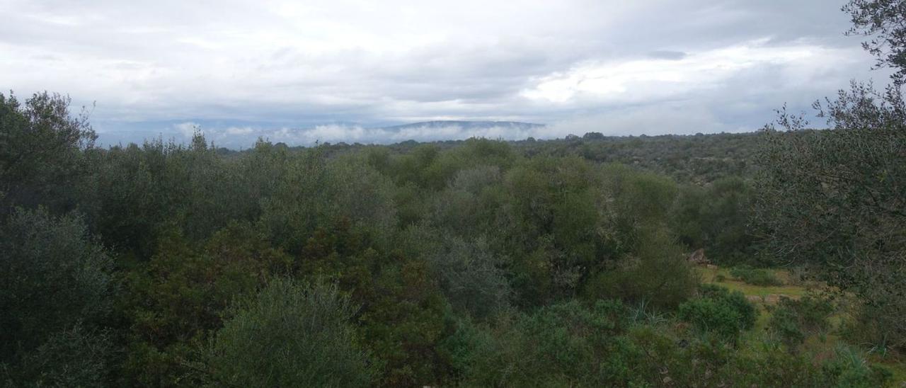 Uno de los terrenos que pertenecen al barrio de Son Gual I.