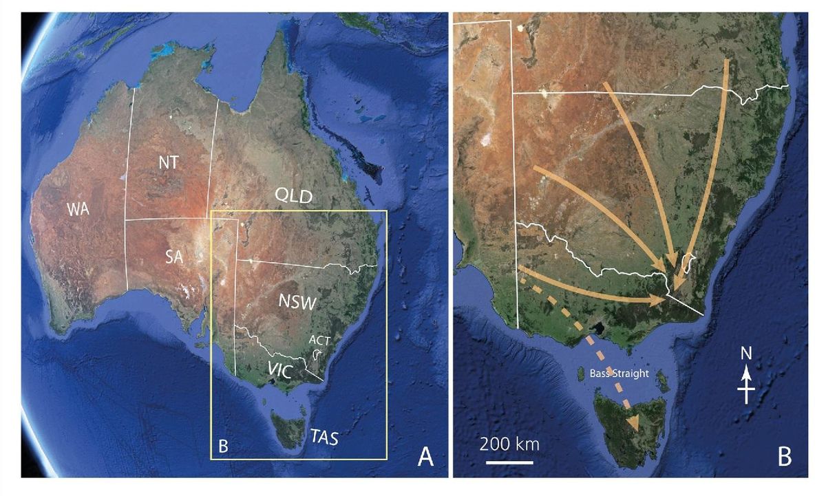 Rutas migratorias de la polilla Bogong en Australia