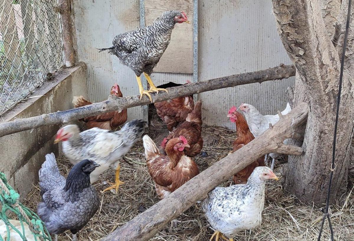 Un corral con aves en la parroquia moañesa de Meira. | SANTOS ÁLVAREZ