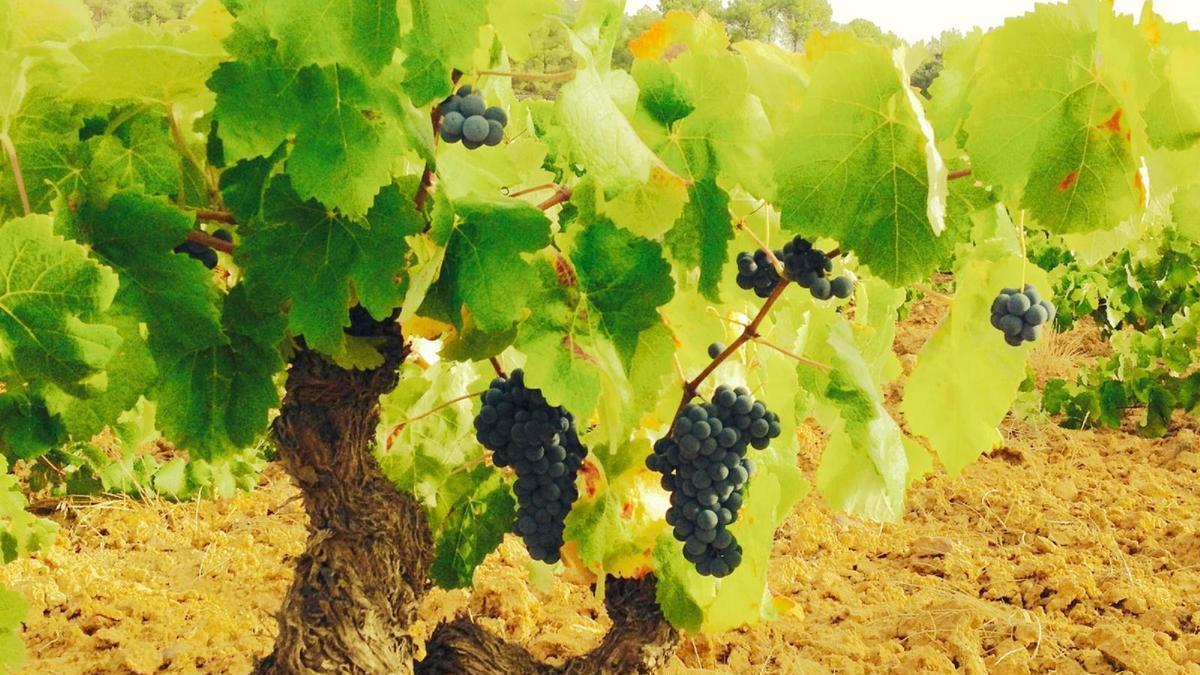Vino ecológico en la Comunitat Valenciana