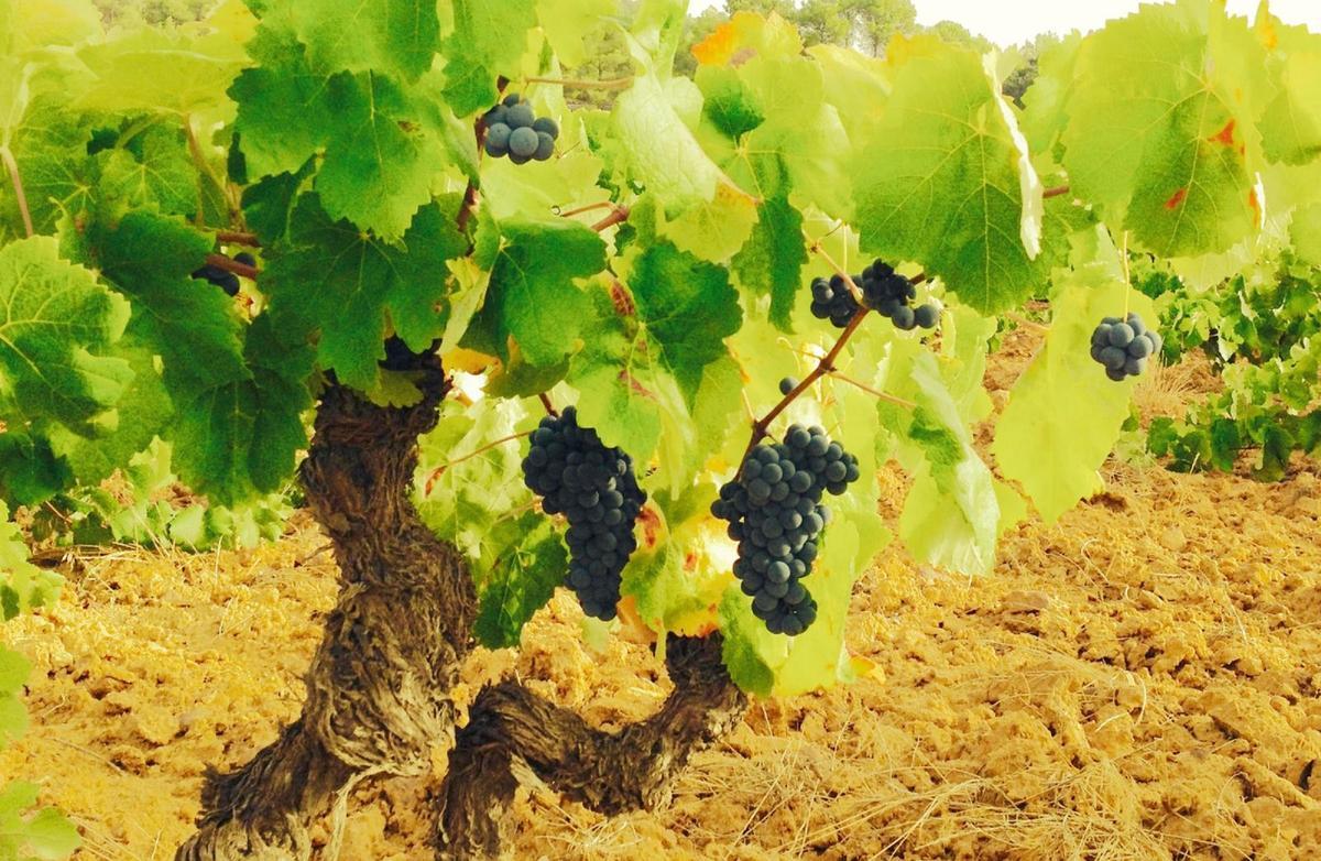 Imagen de un viñedo ecológico.