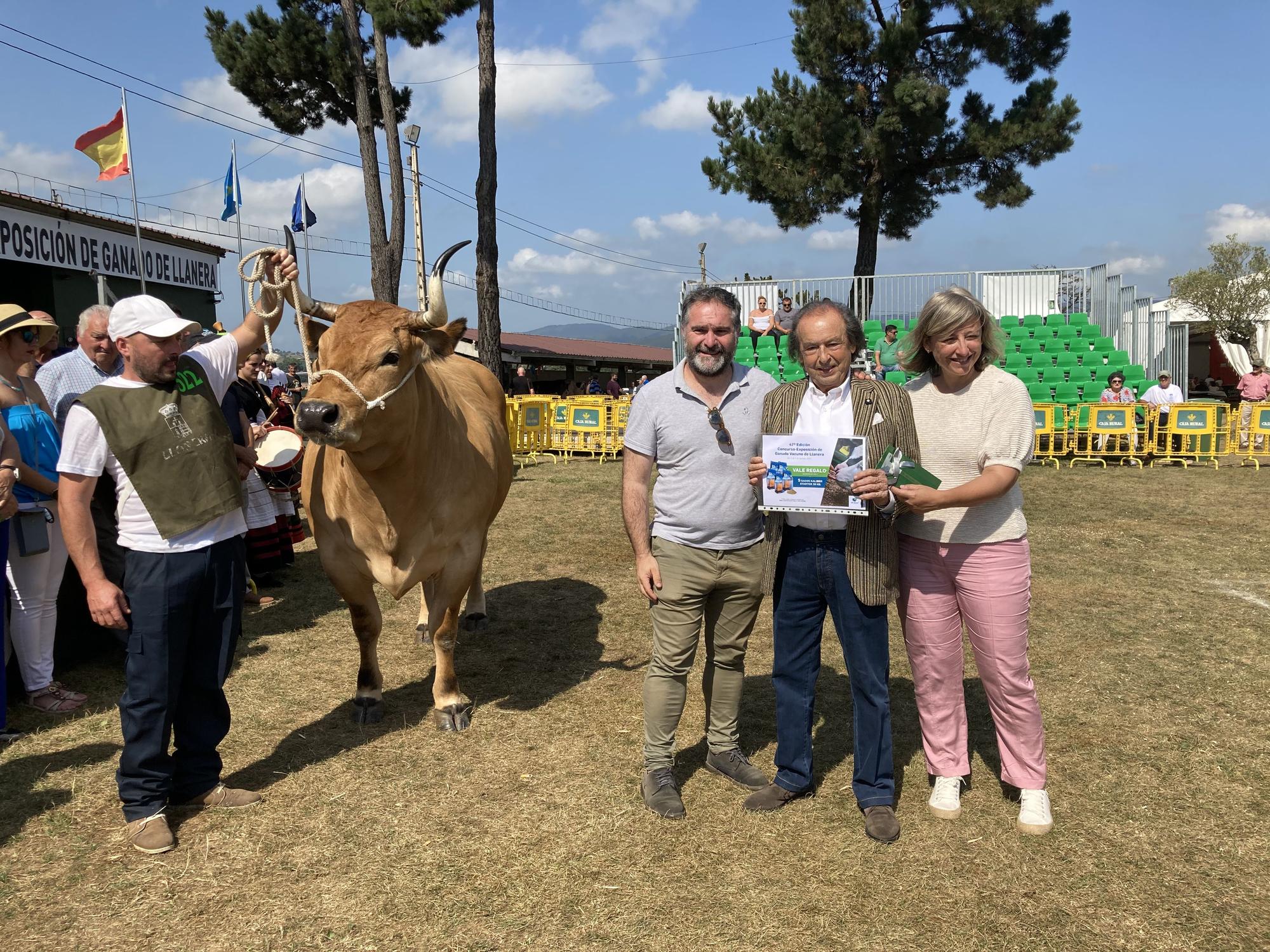 El concurso de ganado de Llanera fue todo un éxito: aquí tienes algunas de las reses ganadoras