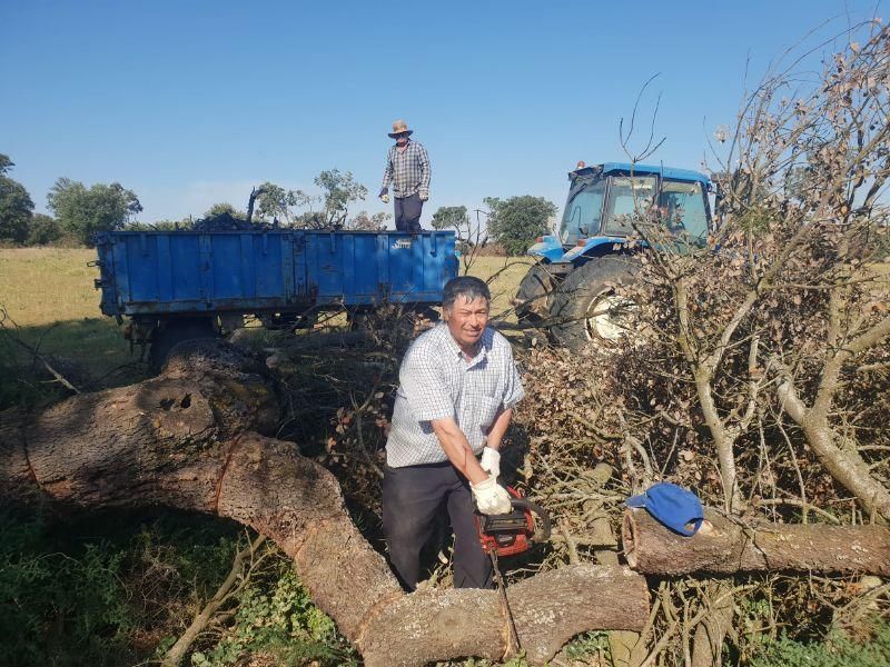 Recogida de las "dadas de leña" en Venialbo