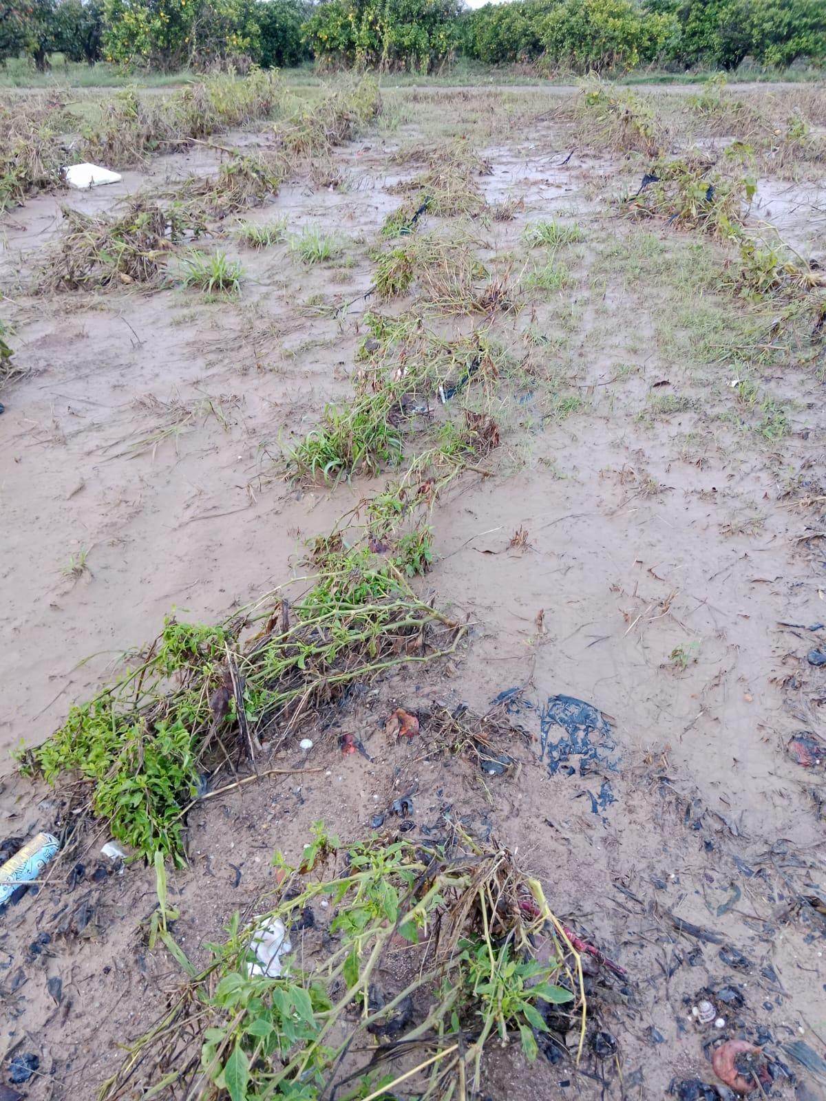 Daños en una de las parcelas.