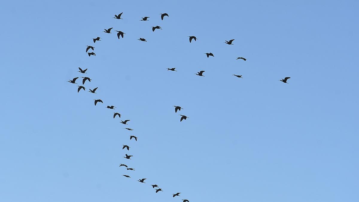 Aves sobrevuelan el parque natural de El Hondo durante este otoño