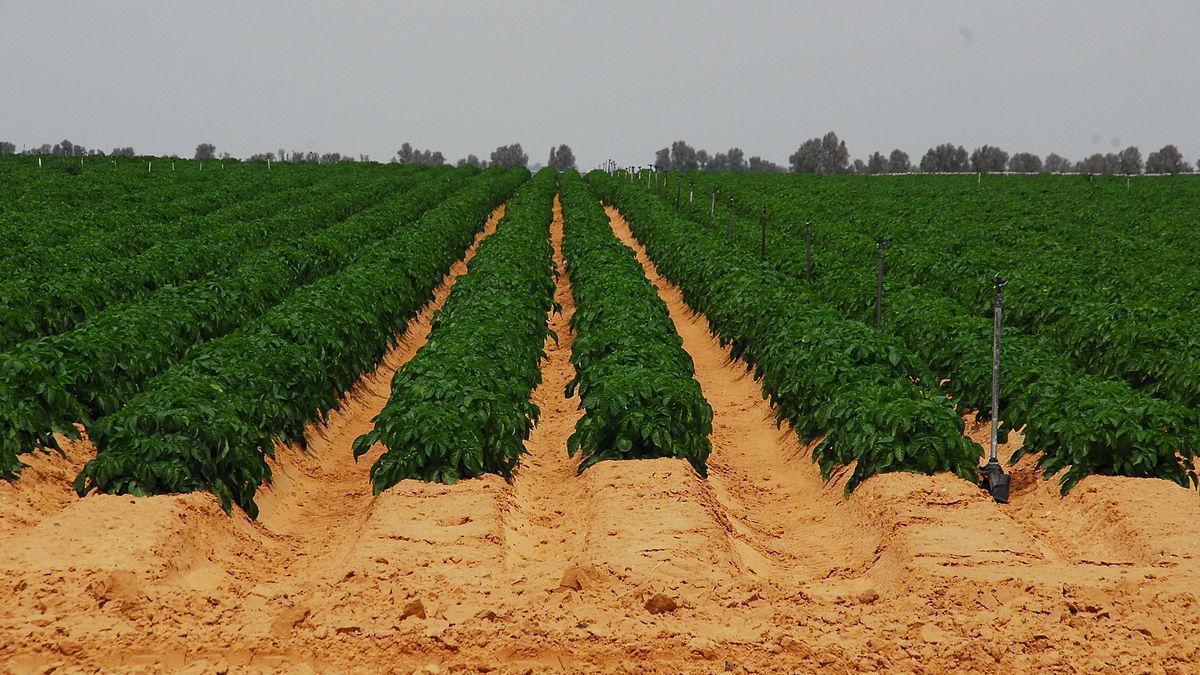 Plantacion agrícola en Israel.