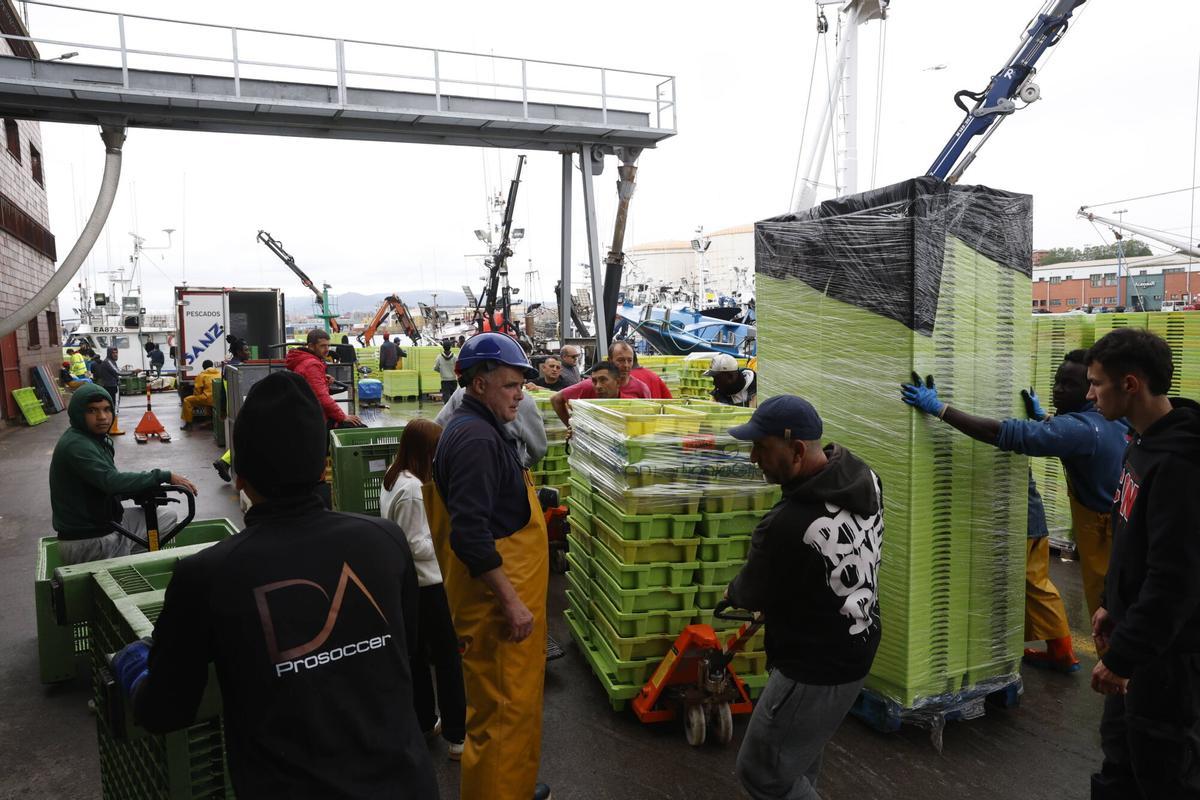 EN IMÁGENES: "Intensa y épica" descarga en Lonja Gijón: más de 65.000 cajas de bocarte y 550.000 kilos de pescado rulado
