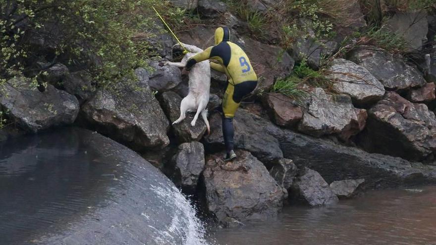 Guillermo Maseda sale del agua con el cadáver de la perra.
