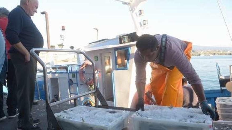 Descarga de pescado en Cambados. // Noé Parga