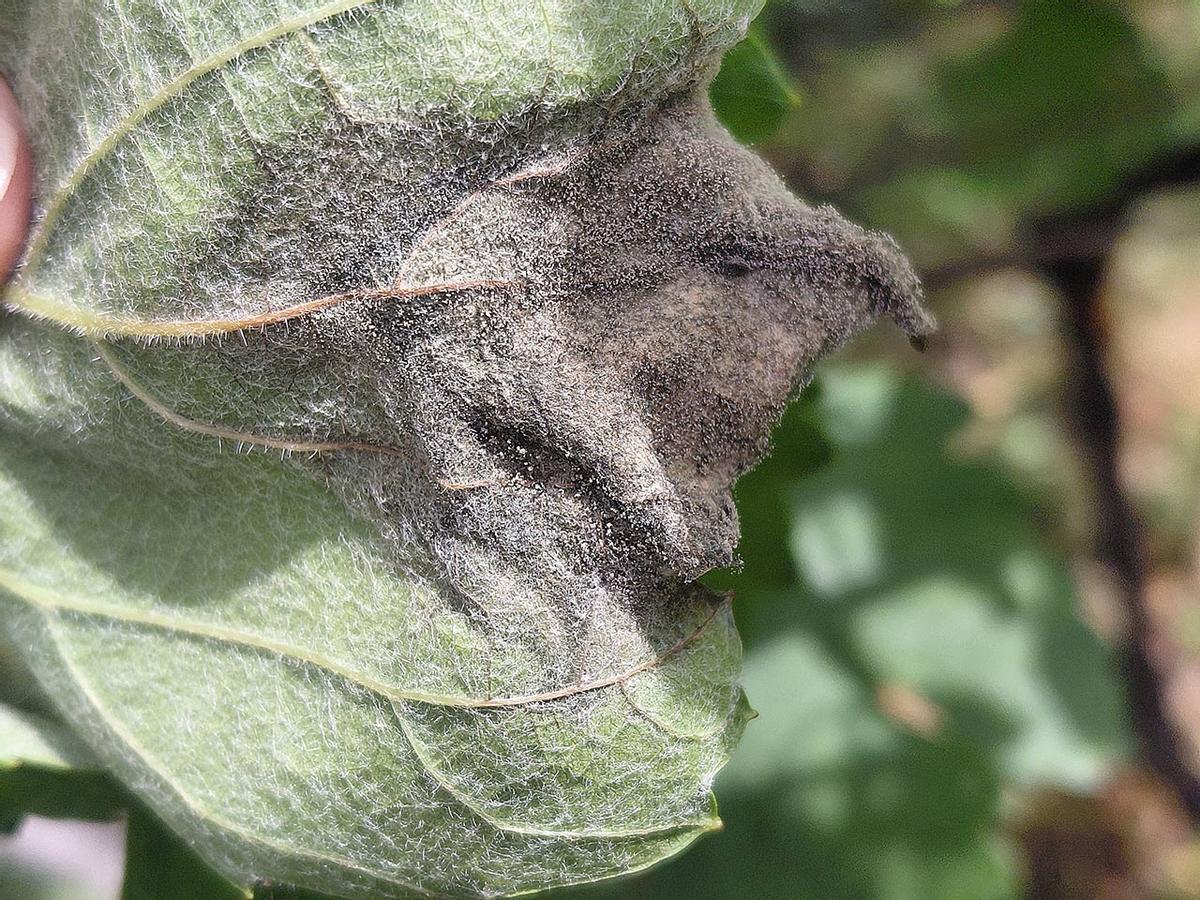 Fructificación de botritis en una planta, en O Rosal.