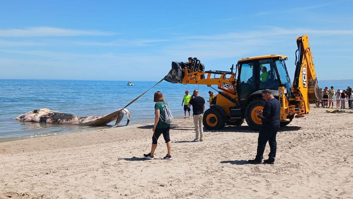 Los servicios técnicos retiran al animal del mar.