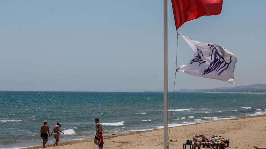 Las playas de Elche reducen la presencia de carabela pero llega un banco de claveles