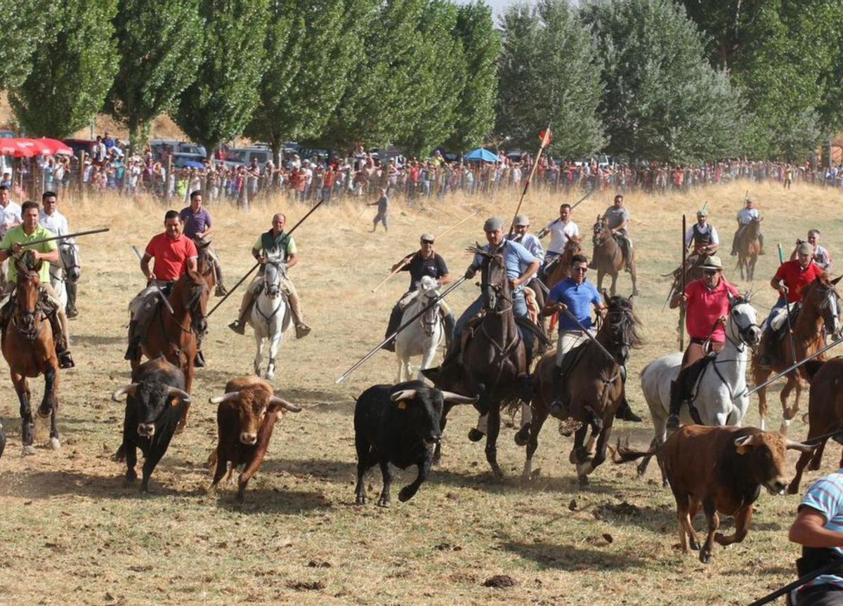 Encierro mixto celebrado en las fiestas de Venialbo.