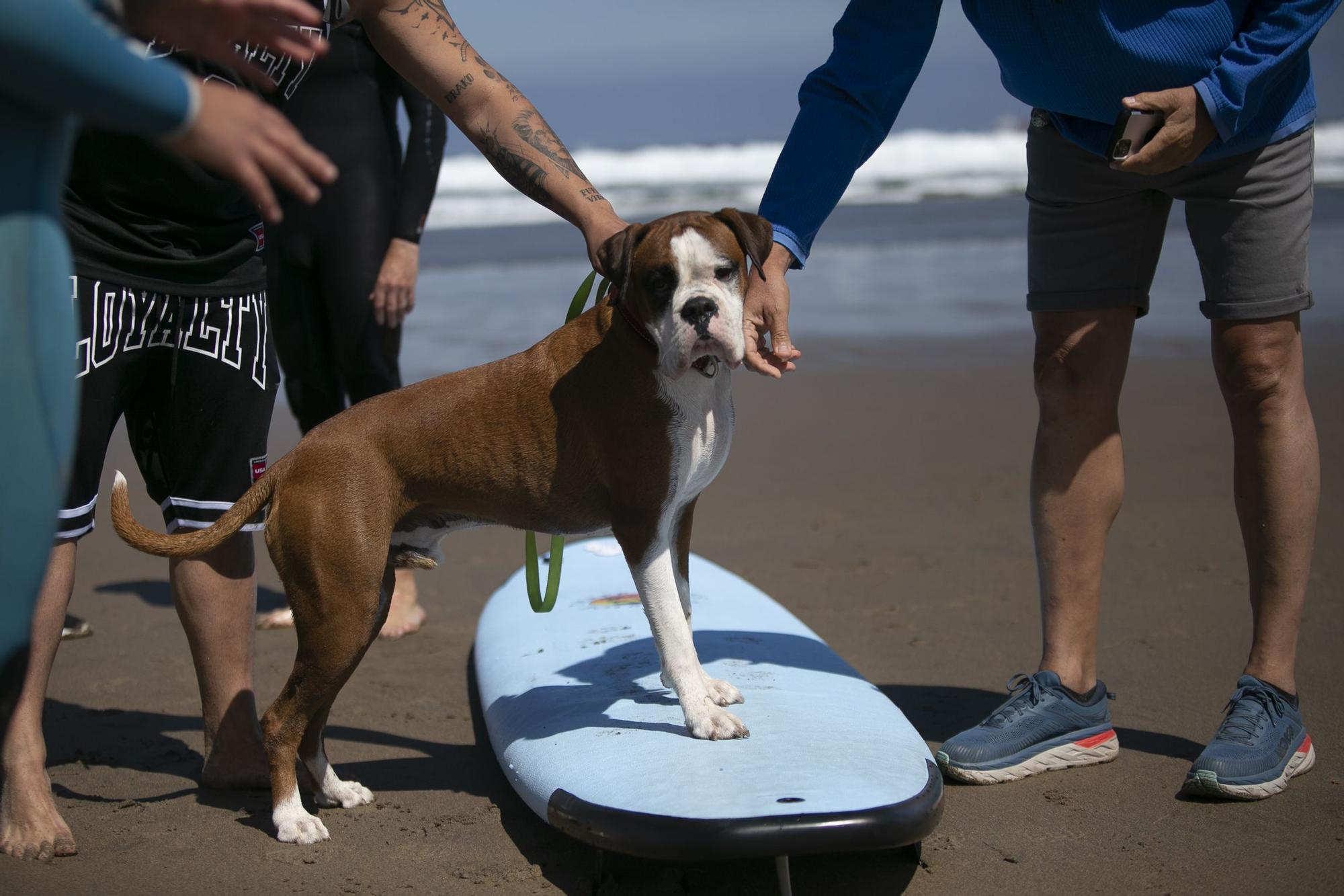 En imágenes: así fue el campeonato de surf para perros en Salinas