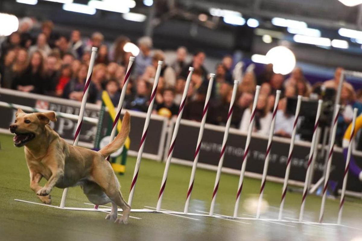 El Westminster Kennel Club, un dels shows de gossos de raça més importants del món