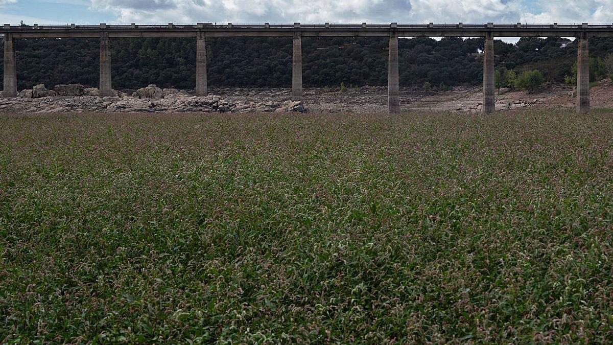 Entorno del puente de la Estrella, en el embalse del Esla, vacío de agua e invadido por la vegetación. |  J. L. F.