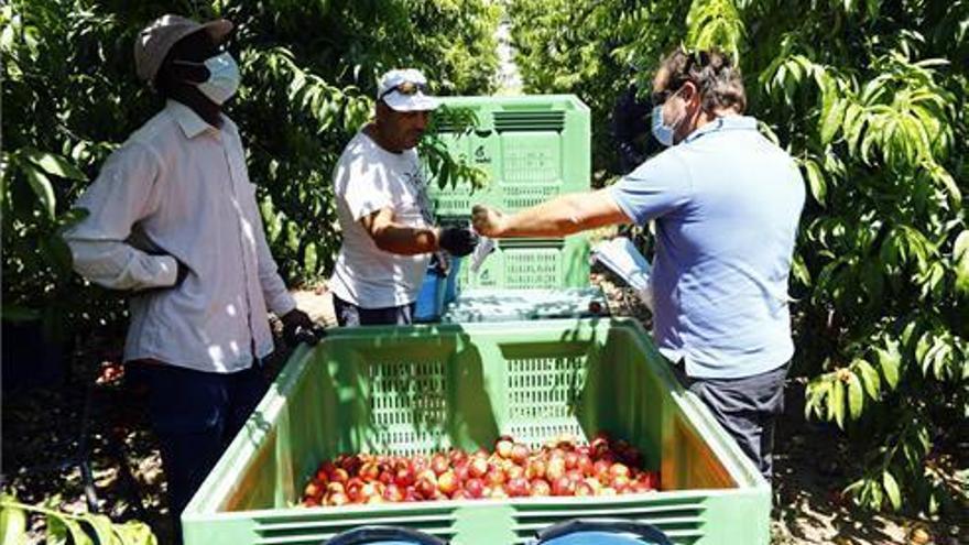 Los fruticultores tienen un mes para detallar su previsión de temporeros